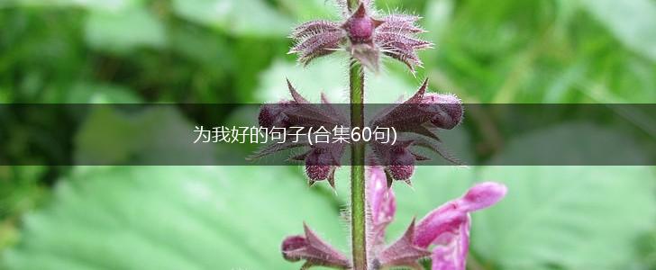为我好的句子(合集60句),第1张