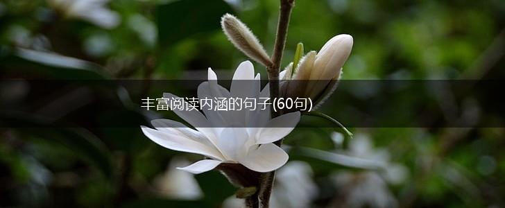 丰富阅读内涵的句子(60句),第1张