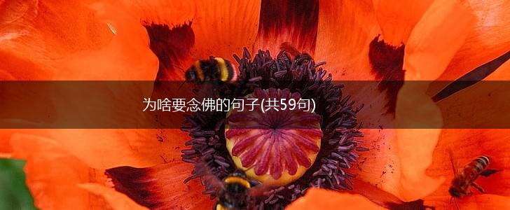 为啥要念佛的句子(共59句),第1张