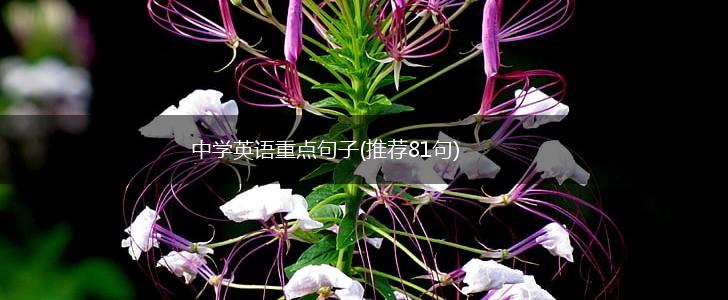 中学英语重点句子(推荐81句),第1张