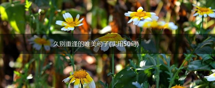 久别重逢的唯美句子(实用50句),第1张