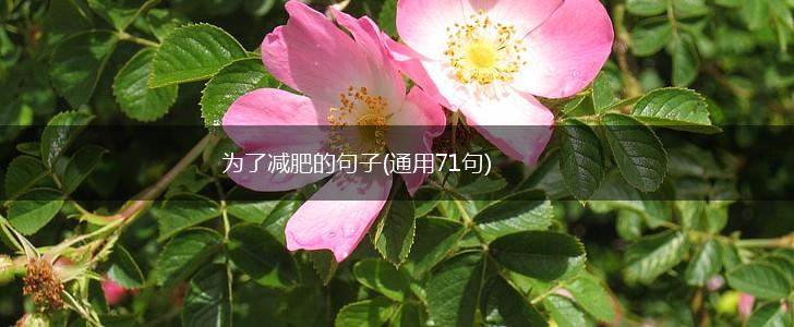 为了减肥的句子(通用71句),第1张