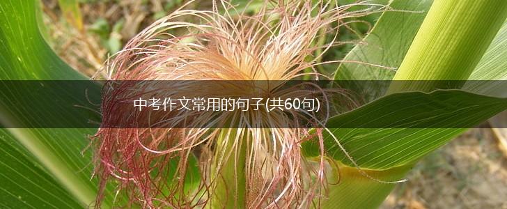 中考作文常用的句子(共60句),第1张