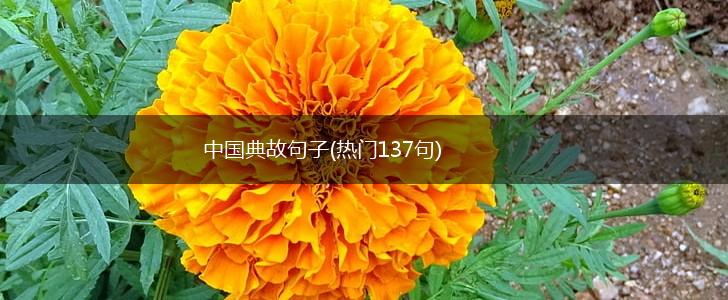 中国典故句子(热门137句),第1张