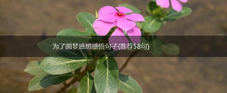 为了圆梦感想感悟句子(推荐58句),第1张