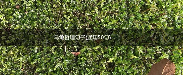 乌龟哲理句子(通用50句),第1张