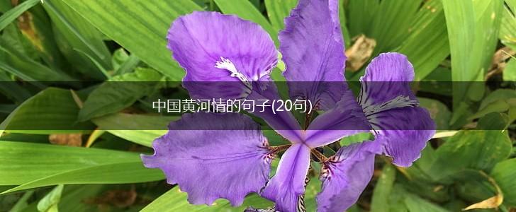 中国黄河情的句子(20句),第1张