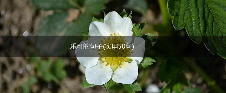 乐可的句子(实用50句),第1张