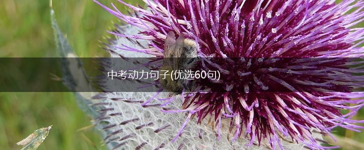 中考动力句子(优选60句),第1张