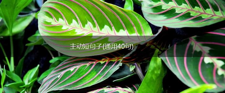 主动短句子(通用40句),第1张