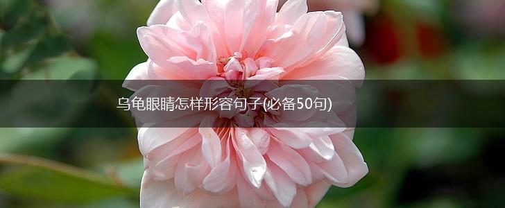 乌龟眼睛怎样形容句子(必备50句),第1张