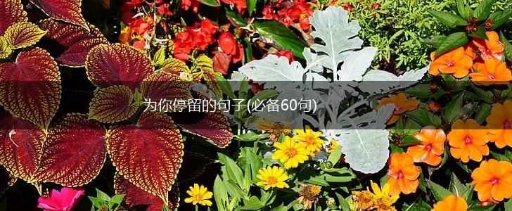 为你停留的句子(必备60句),第1张