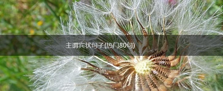 主谓宾状句子(热门80句),第1张