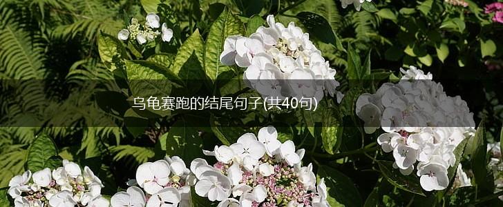 乌龟赛跑的结尾句子(共40句),第1张