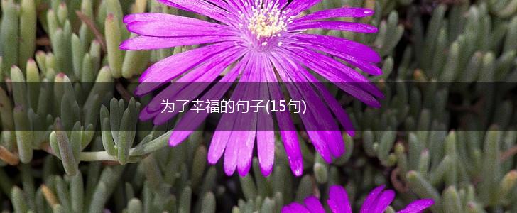 为了幸福的句子(15句),第1张