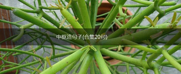中枢造句子(合集20句),第1张