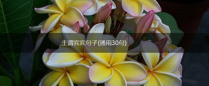 主谓宾宾句子(通用30句),第1张
