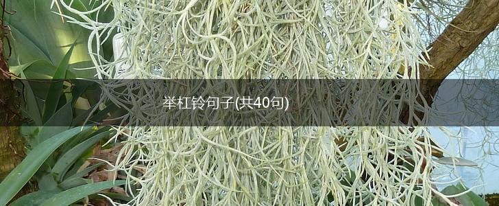 举杠铃句子(共40句),第1张