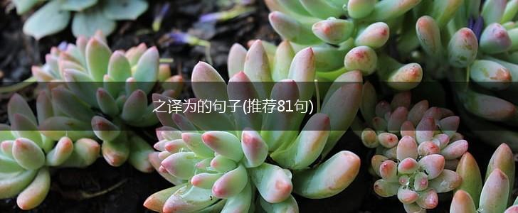 之译为的句子(推荐81句),第1张