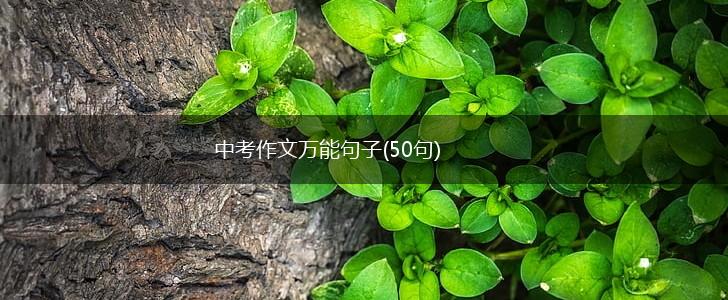 中考作文万能句子(50句),第1张