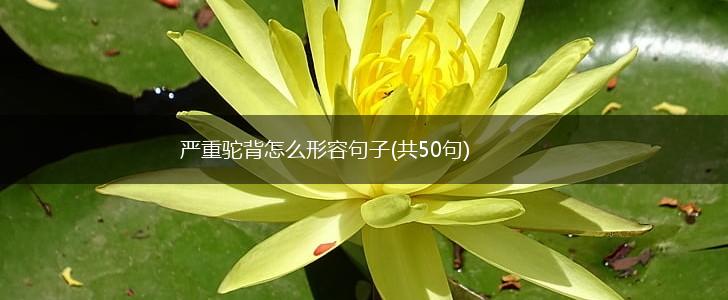 严重驼背怎么形容句子(共50句),第1张