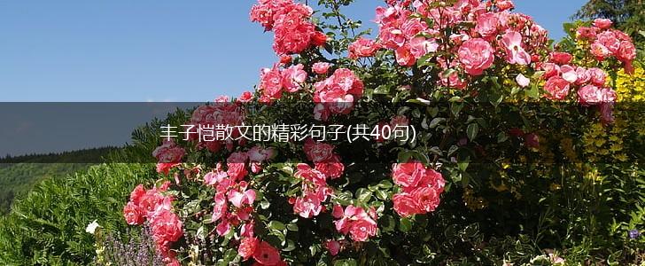 丰子恺散文的精彩句子(共40句),第1张