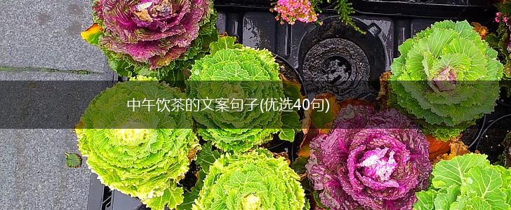 中午饮茶的文案句子(优选40句),第1张