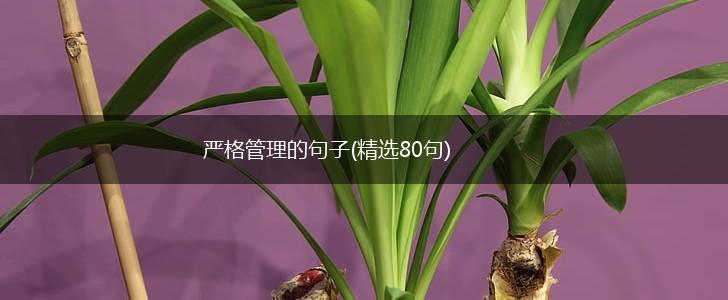 严格管理的句子(精选80句),第1张