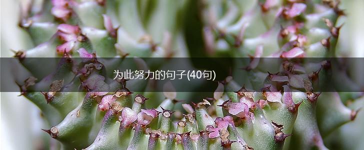 为此努力的句子(40句),第1张