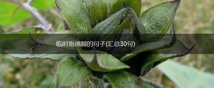 临时抱佛脚的句子(汇总30句),第1张