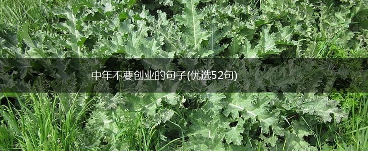 中年不要创业的句子(优选52句),第1张