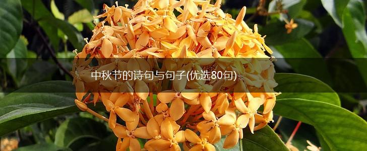 中秋节的诗句与句子(优选80句),第1张