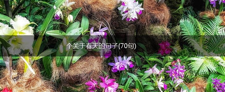 个关于春天的句子(70句),第1张