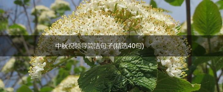 中秋祝领导简洁句子(精选40句),第1张