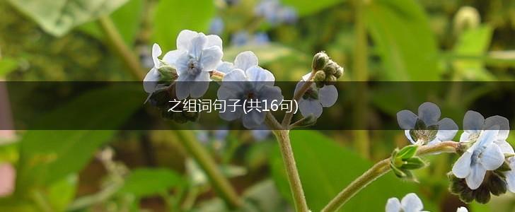 之组词句子(共16句),第1张
