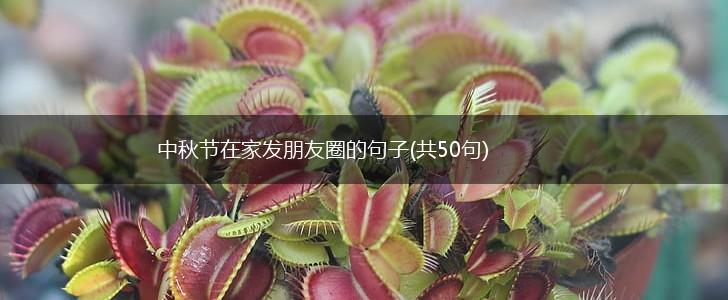 中秋节在家发朋友圈的句子(共50句),第1张