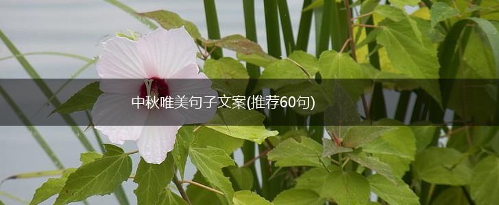 中秋唯美句子文案(推荐60句),第1张