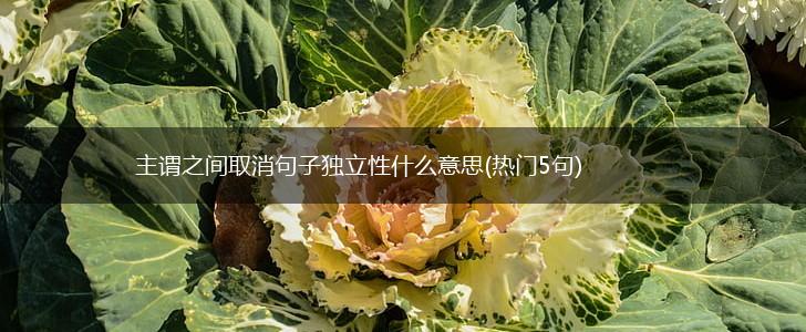 主谓之间取消句子独立性什么意思(热门5句),第1张