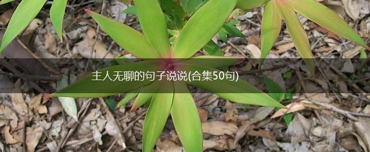 主人无聊的句子说说(合集50句),第1张