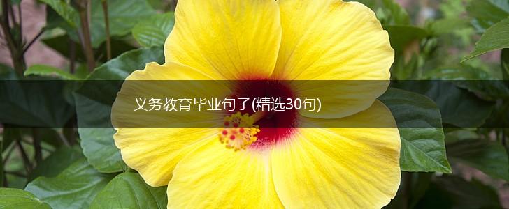 义务教育毕业句子(精选30句),第1张