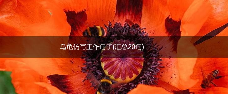 乌龟仿写工作句子(汇总20句),第1张