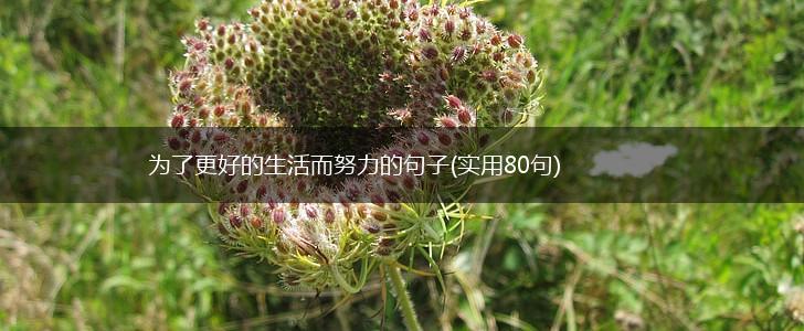 为了更好的生活而努力的句子(实用80句),第1张