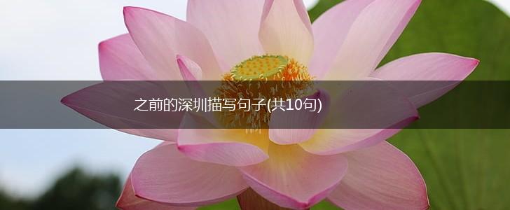 之前的深圳描写句子(共10句),第1张