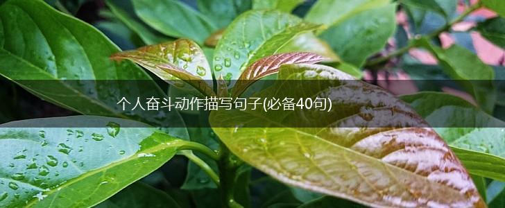 个人奋斗动作描写句子(必备40句),第1张