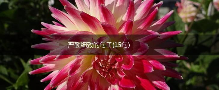 严勤细致的句子(15句),第1张