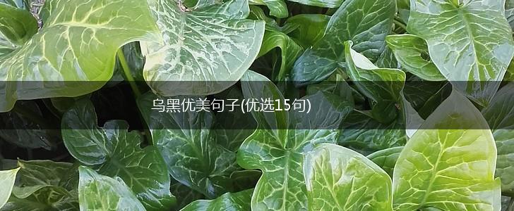 乌黑优美句子(优选15句),第1张