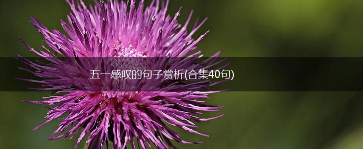 五一感叹的句子赏析(合集40句),第1张