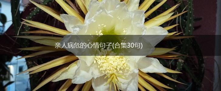亲人病危的心情句子(合集30句),第1张