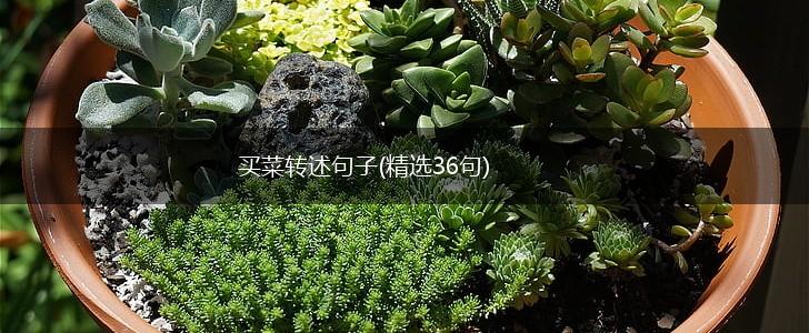 买菜转述句子(精选36句),第1张