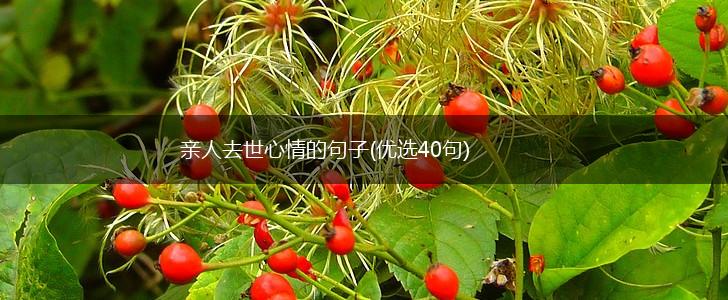 亲人去世心情的句子(优选40句),第1张